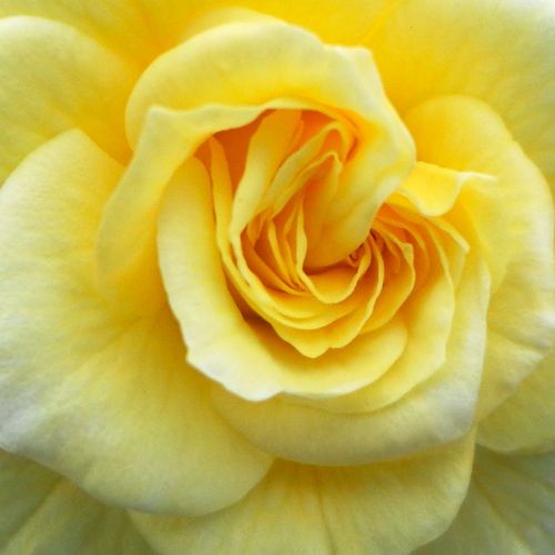 Comprar rosales online - Amarillo - Rosas trepadoras (Climber) - rosa de fragancia discreta - Rosal Summertime - Christopher H. Warner - ,-